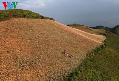 Buckwheat flowers blossom in Si Ma Cai - ảnh 3